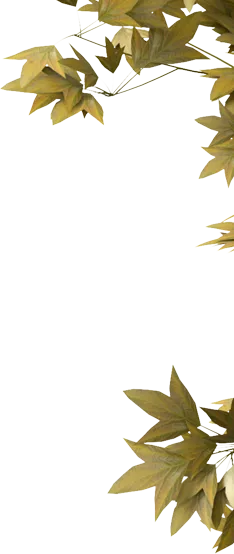 开云官网首页